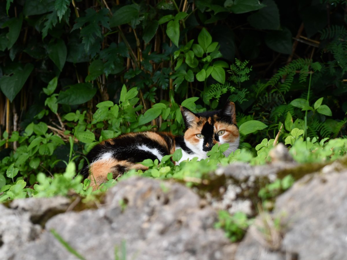 #99:
  ...
    f/... at ...mm - Shutter Speed: ... - ISO: ...